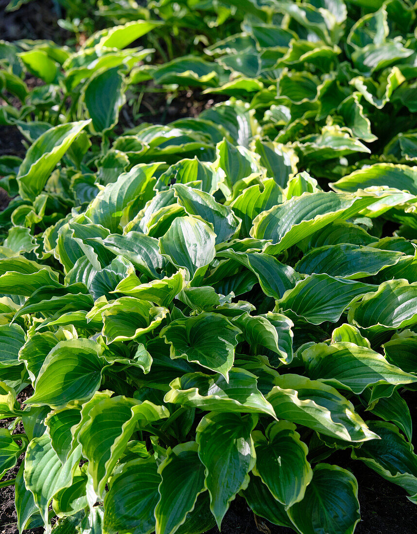 Hosta Sugar and Spice