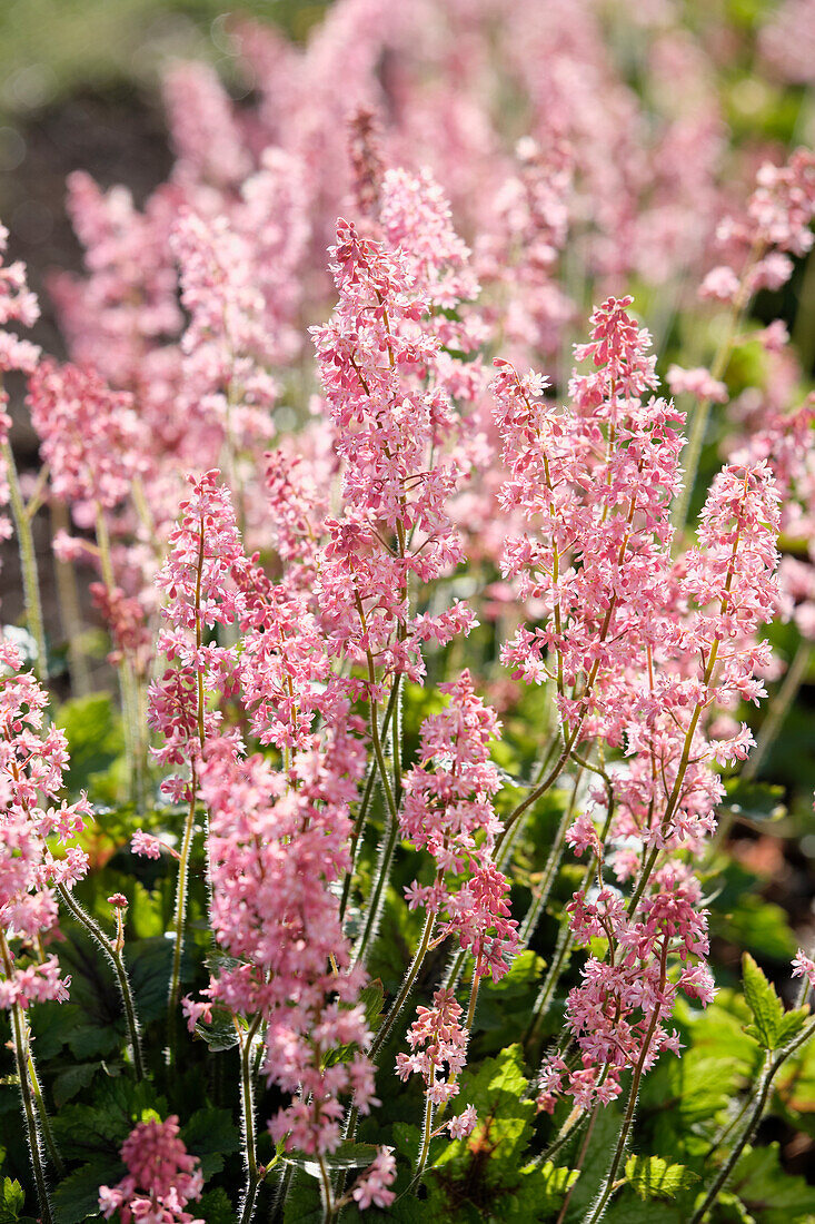 Heuchera Rex Lime