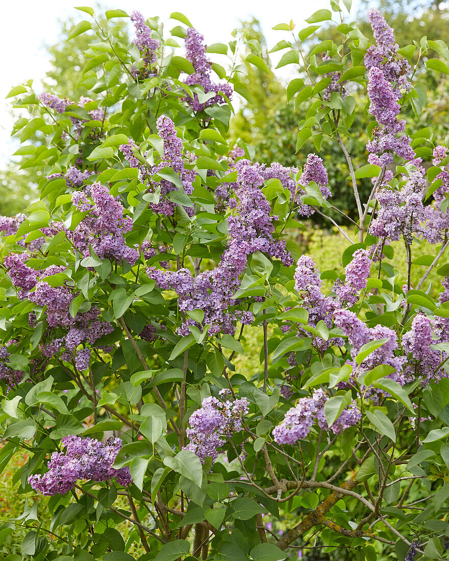 Syringa vulgaris