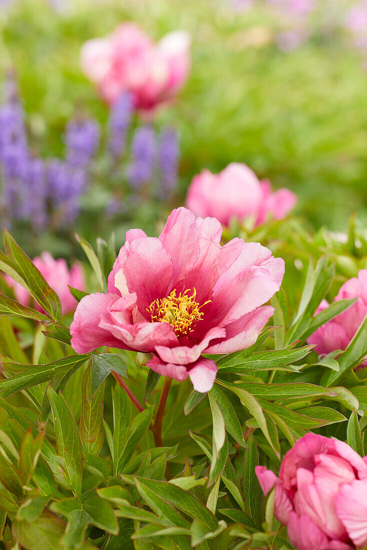 Paeonia Yankee Doodle Dandy