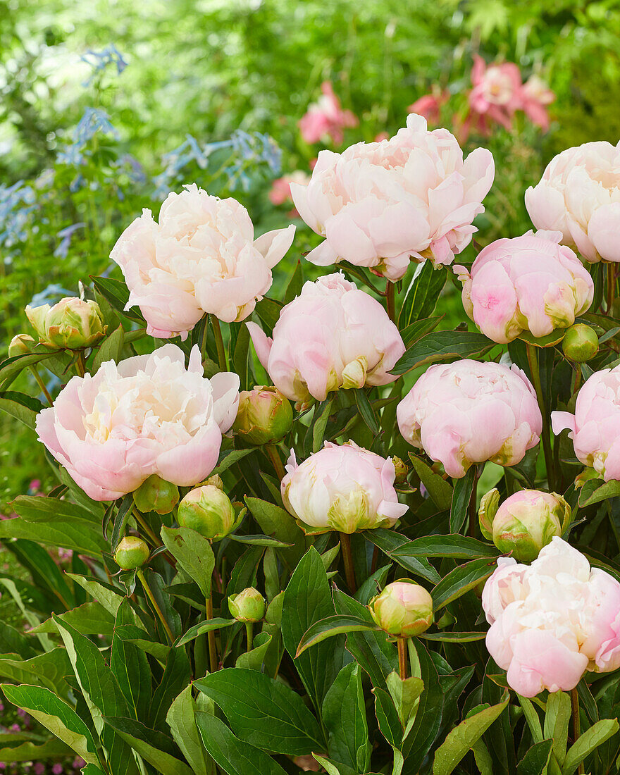 Paeonia Lady Alexandra Duff