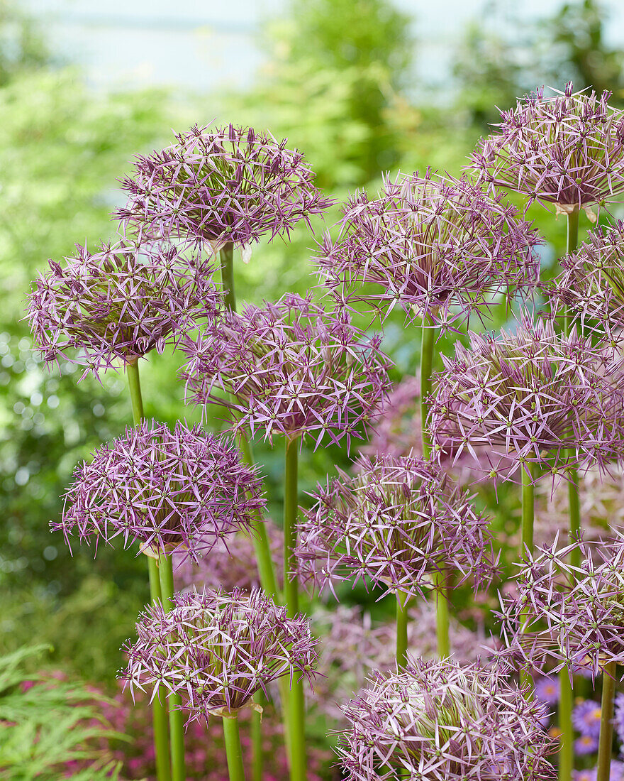 Allium cristophii