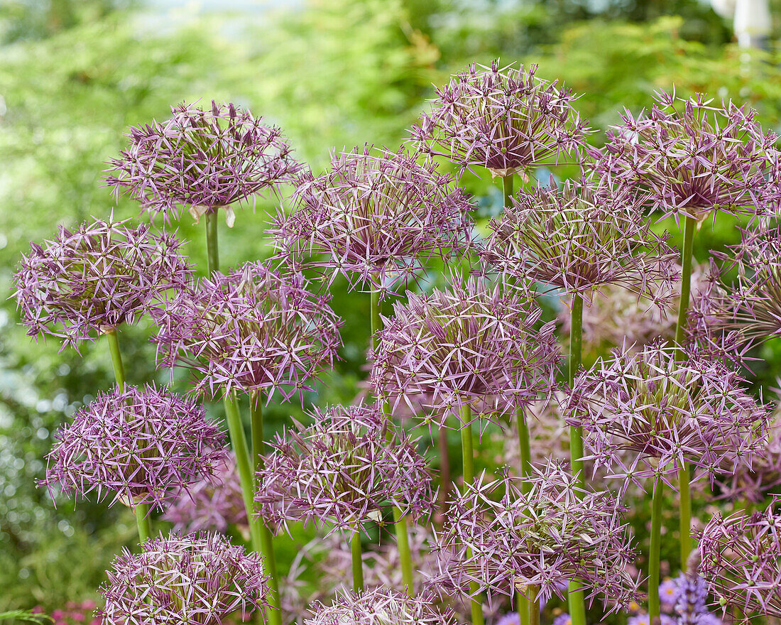 Allium cristophii