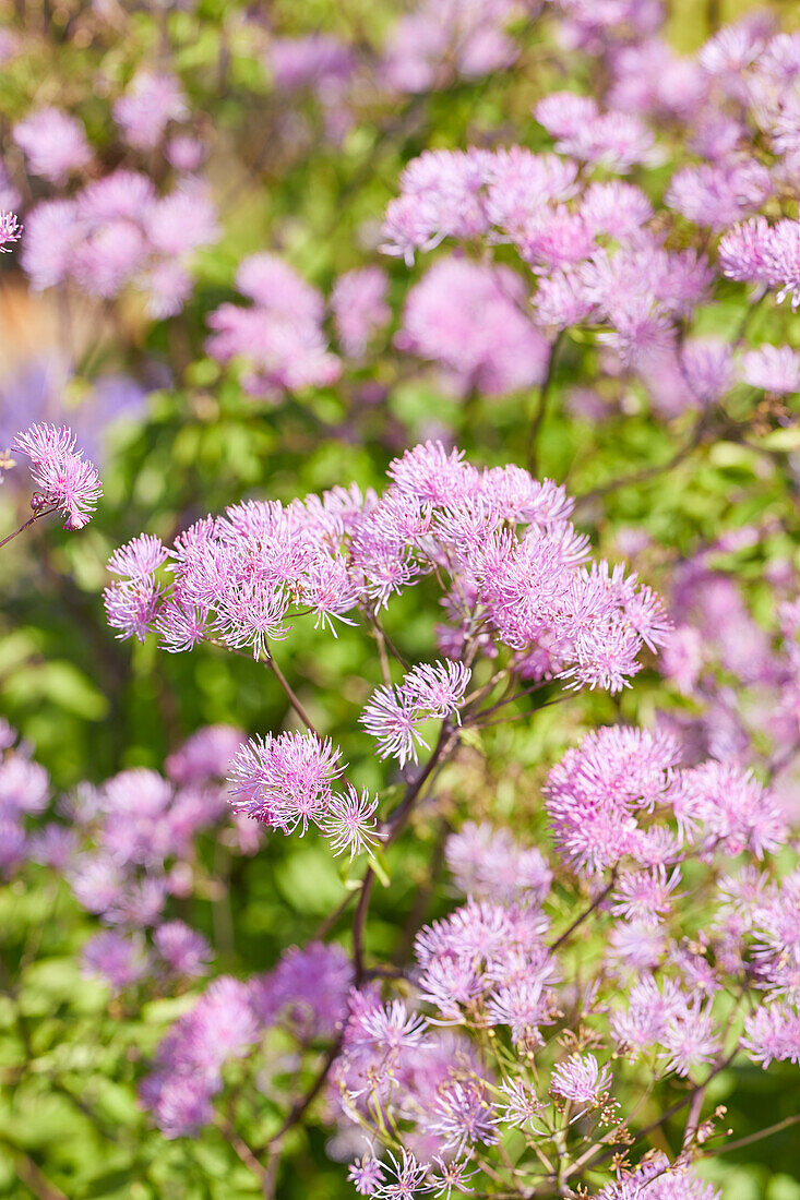 Thalictrum Black Stockings