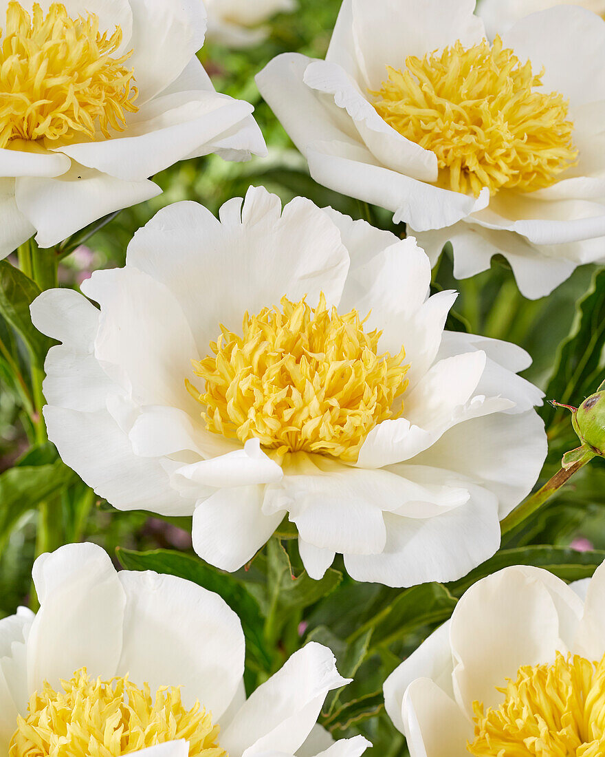 Paeonia Jan van Leeuwen