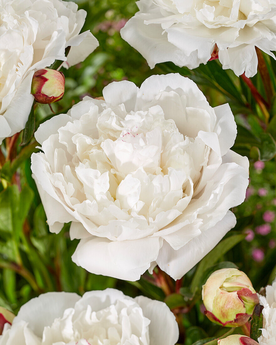 Paeonia Charles White