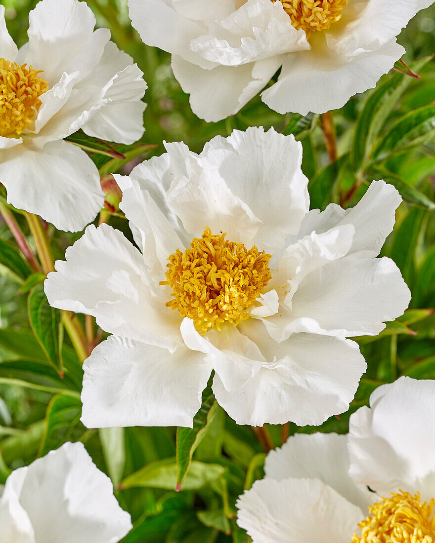 Paeonia Krinkled White