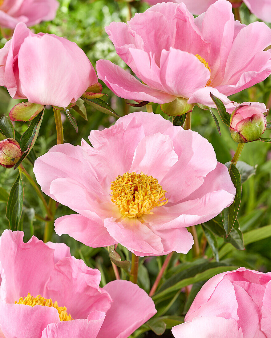 Paeonia  Nymphe