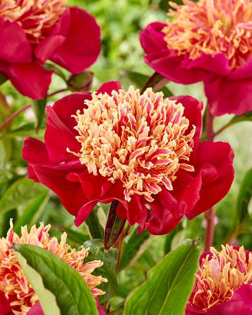 Paeonia Sword Dance