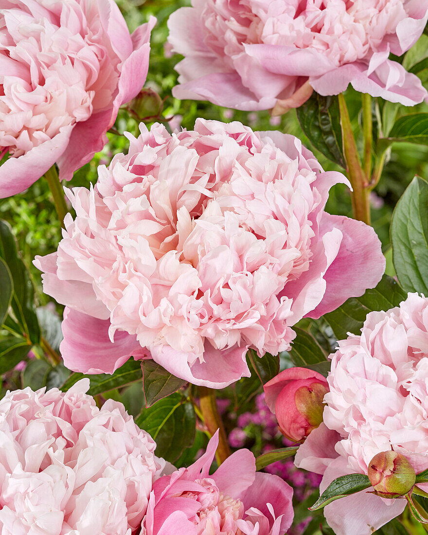 Paeonia Shirley Temple