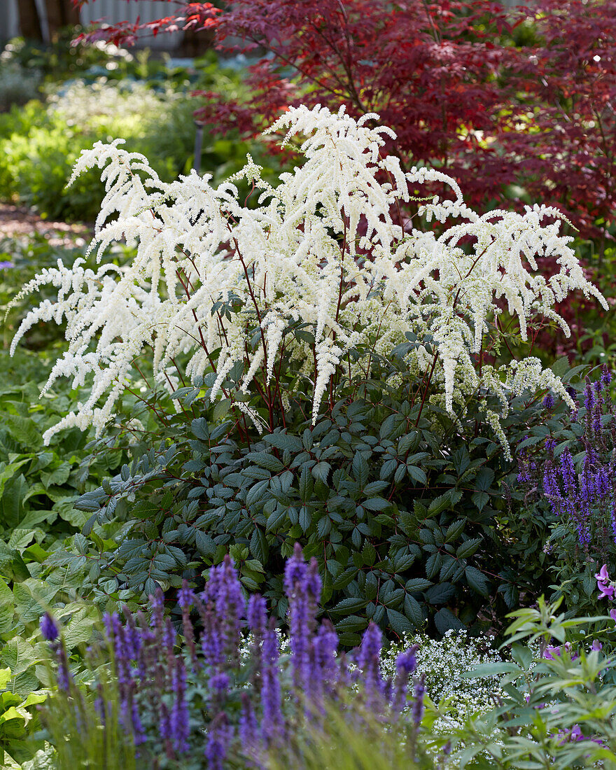 Astilbe japonica Moccochino