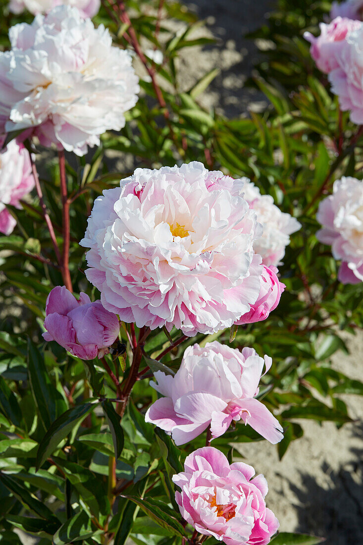 Pfingstrose (Paeonia) 'Wiesbaden'