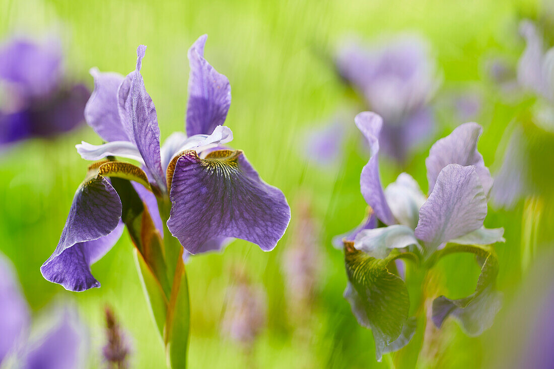 Iris sibirica