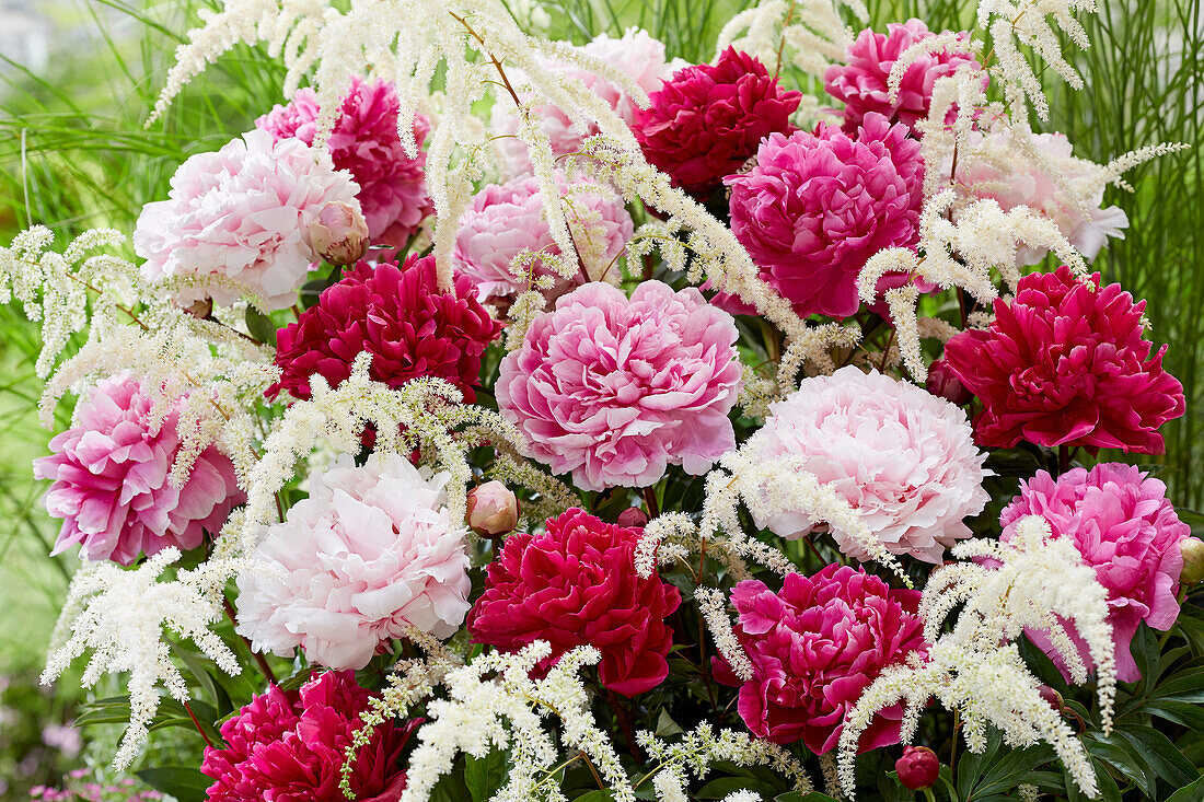 Paeonia double flowering mix