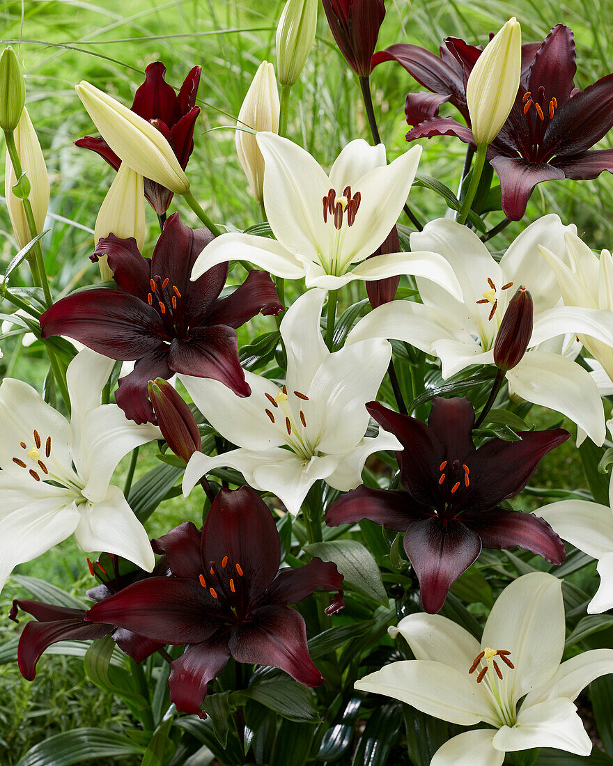 Lilium combination