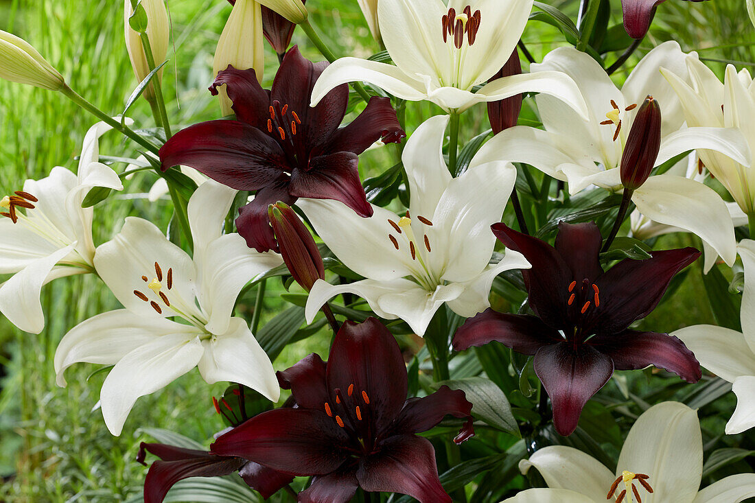 Lilium combination