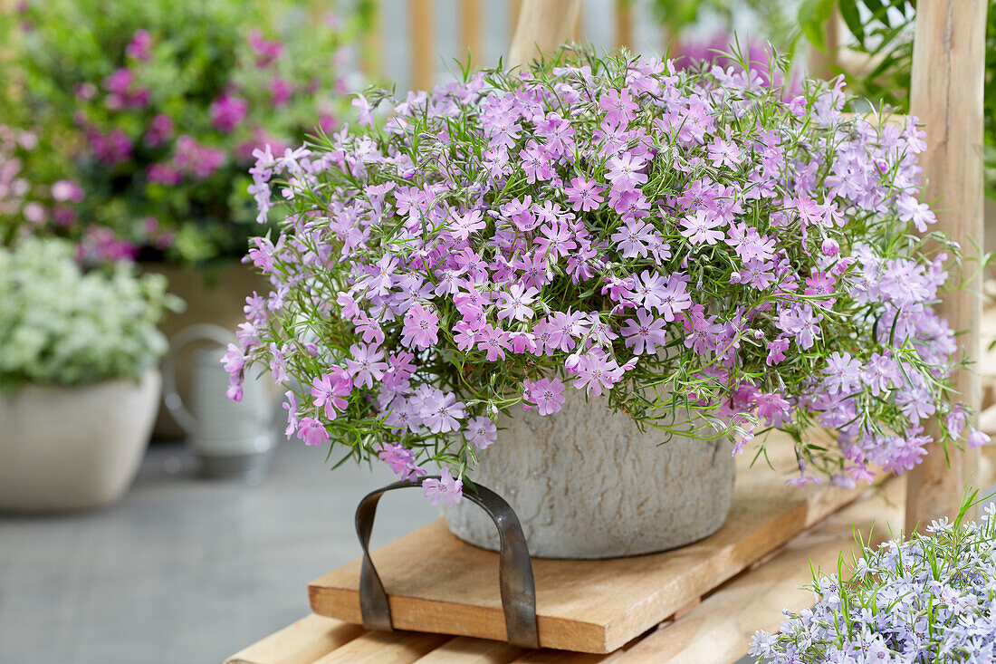 Flammenblume (Phlox) 'Bedazzled Pink'