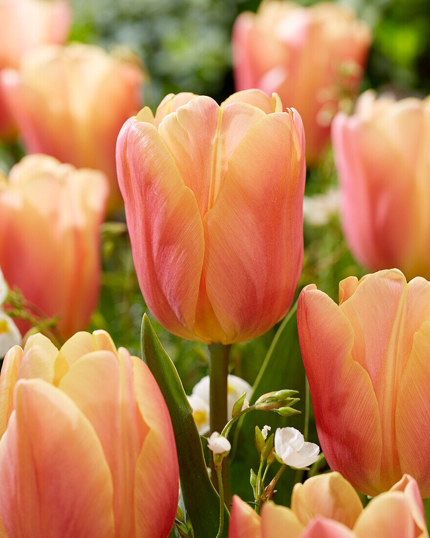 Tulpe (Tulipa) 'Salmon Jimmy'