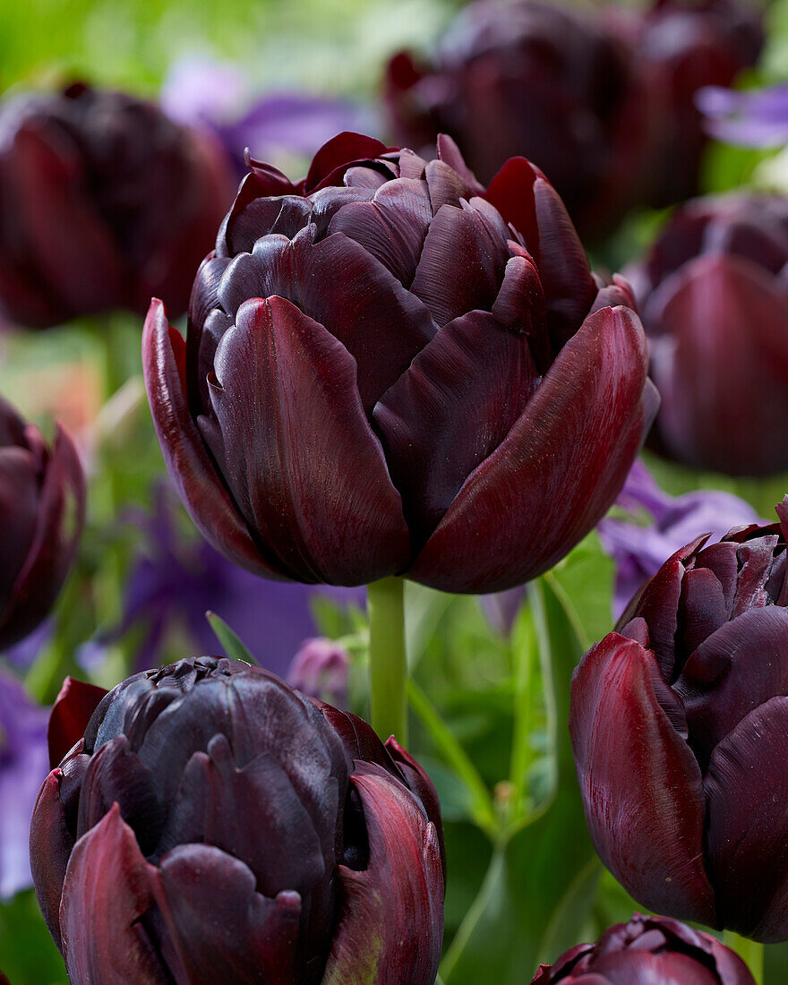 Tulpe (Tulipa) 'Black Hero'