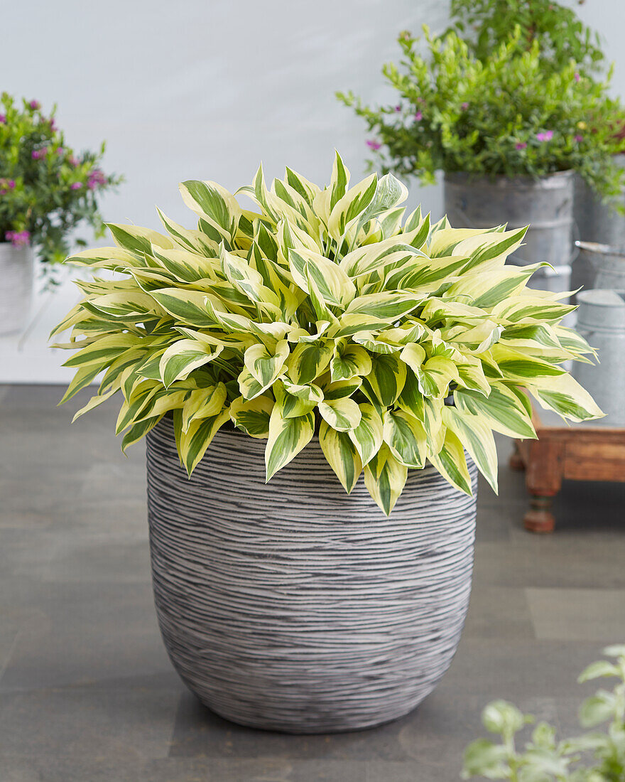 Hosta Bobcat