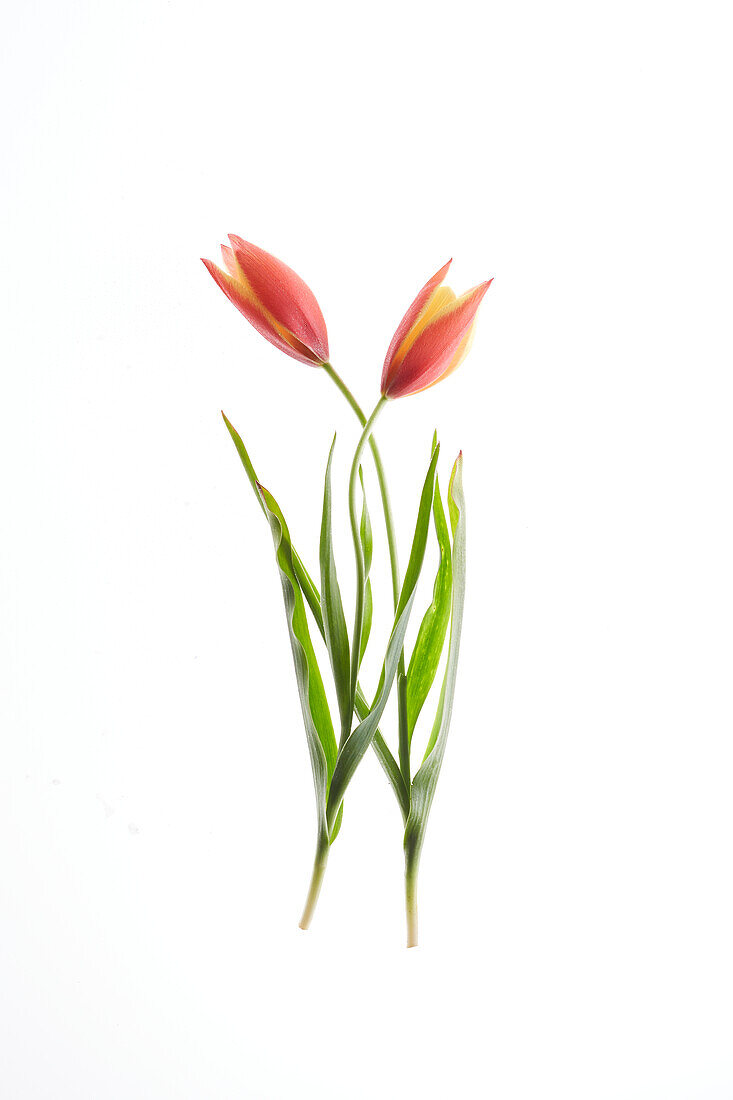 Tulipa