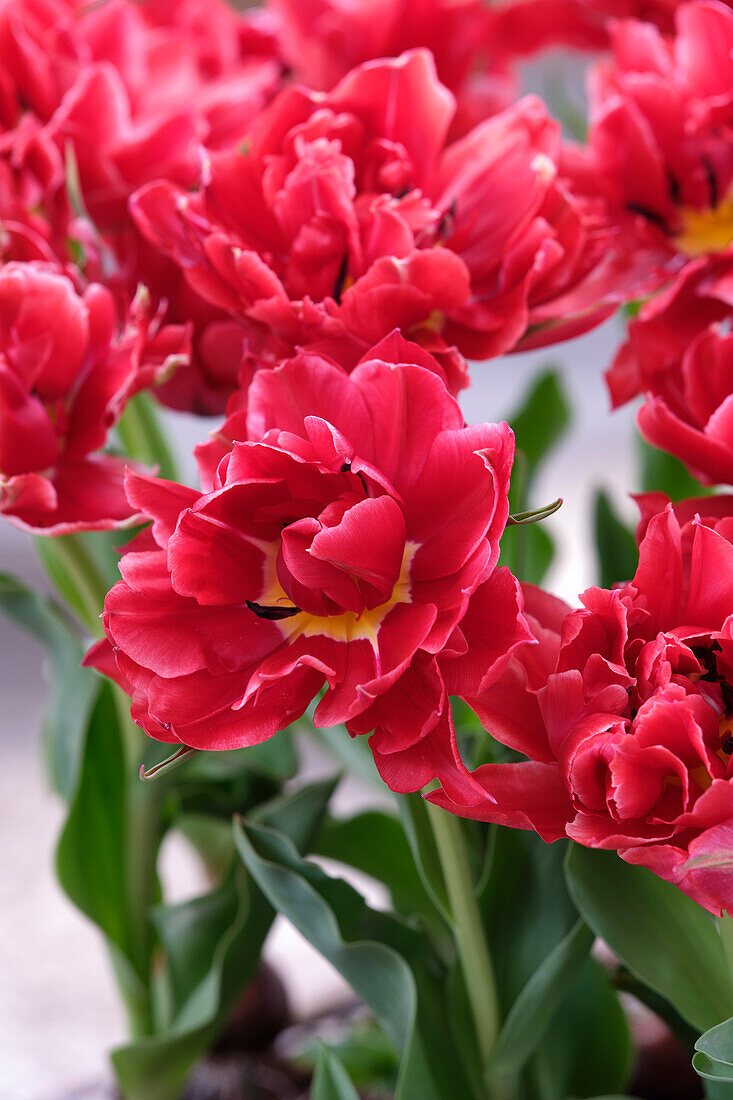 Tulpe (Tulipa) 'Willemsoord'