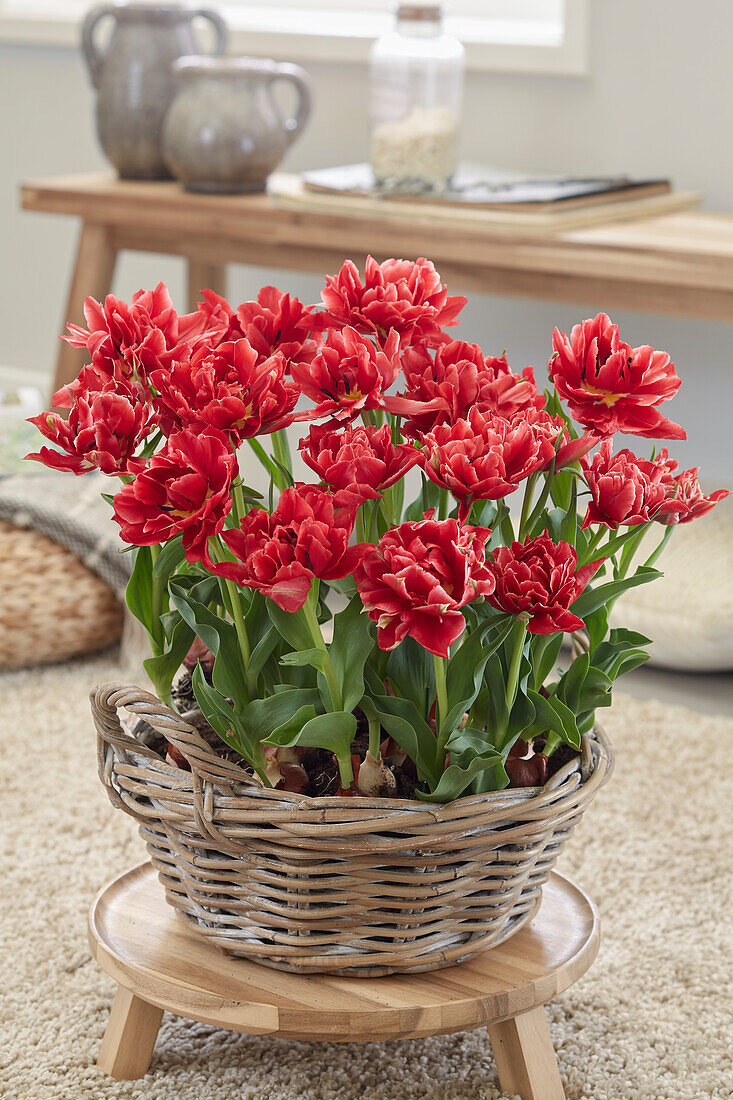 Tulipa Willemsoord