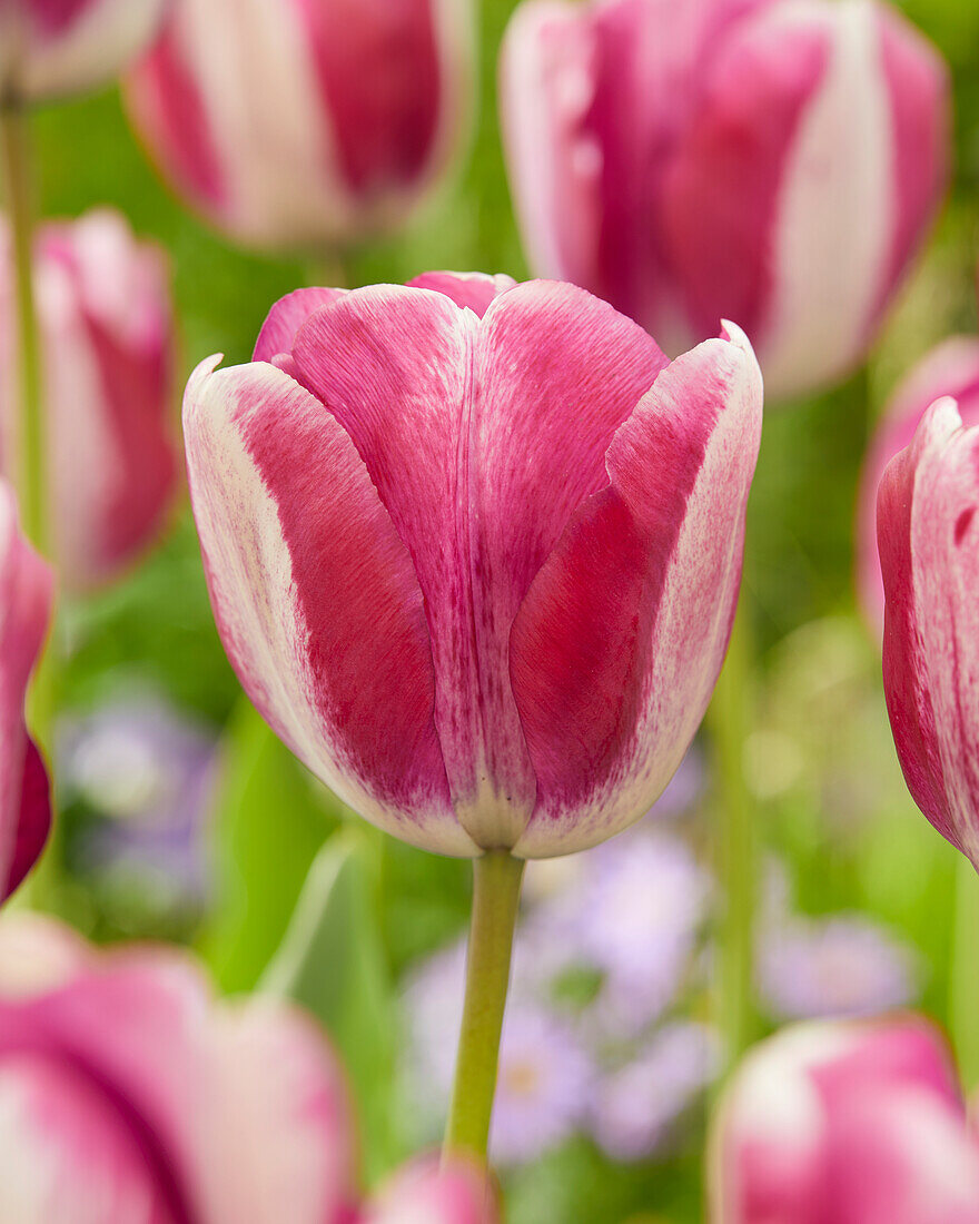Tulpe (Tulipa) 'Hotpants'