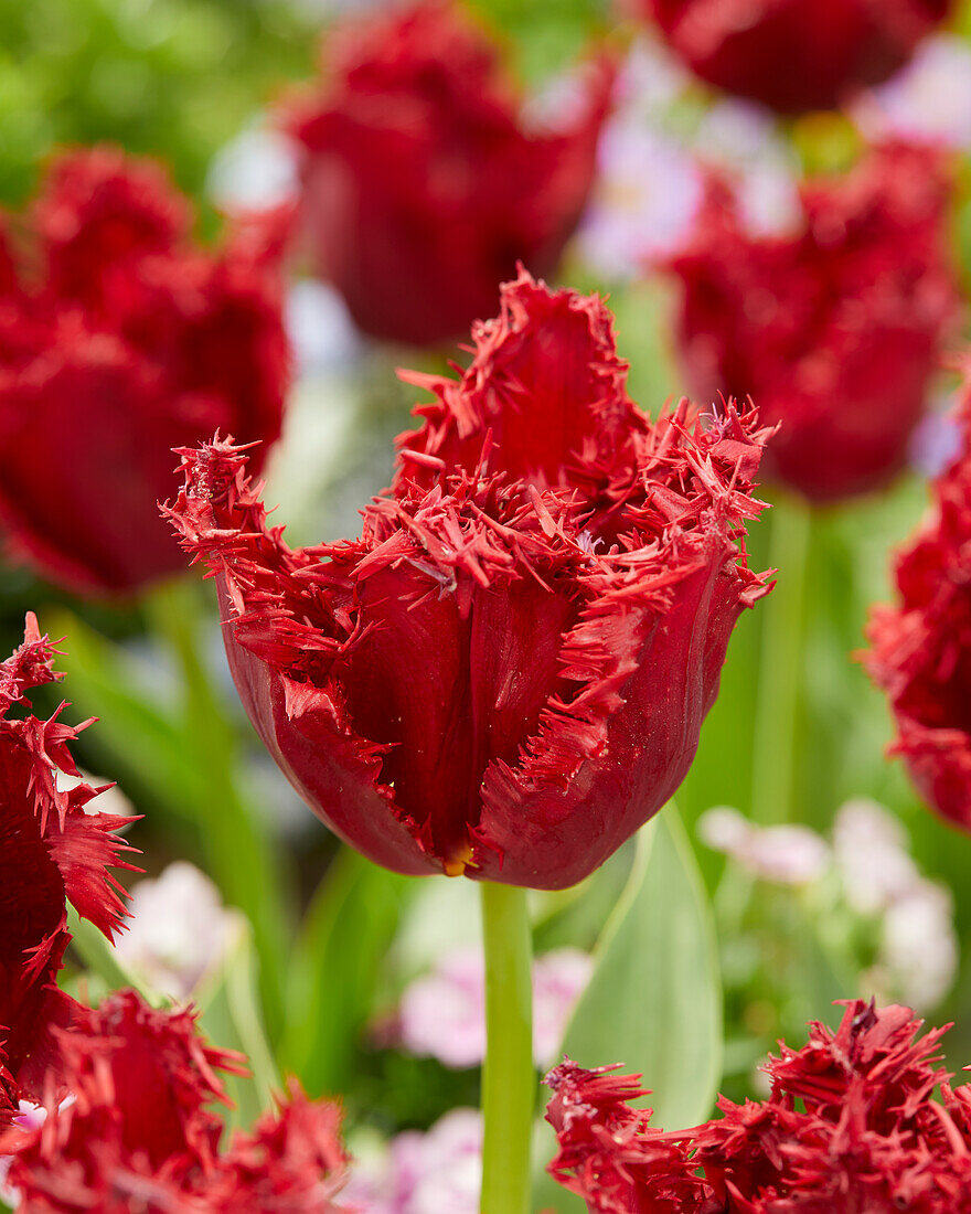 Tulipa Versaci