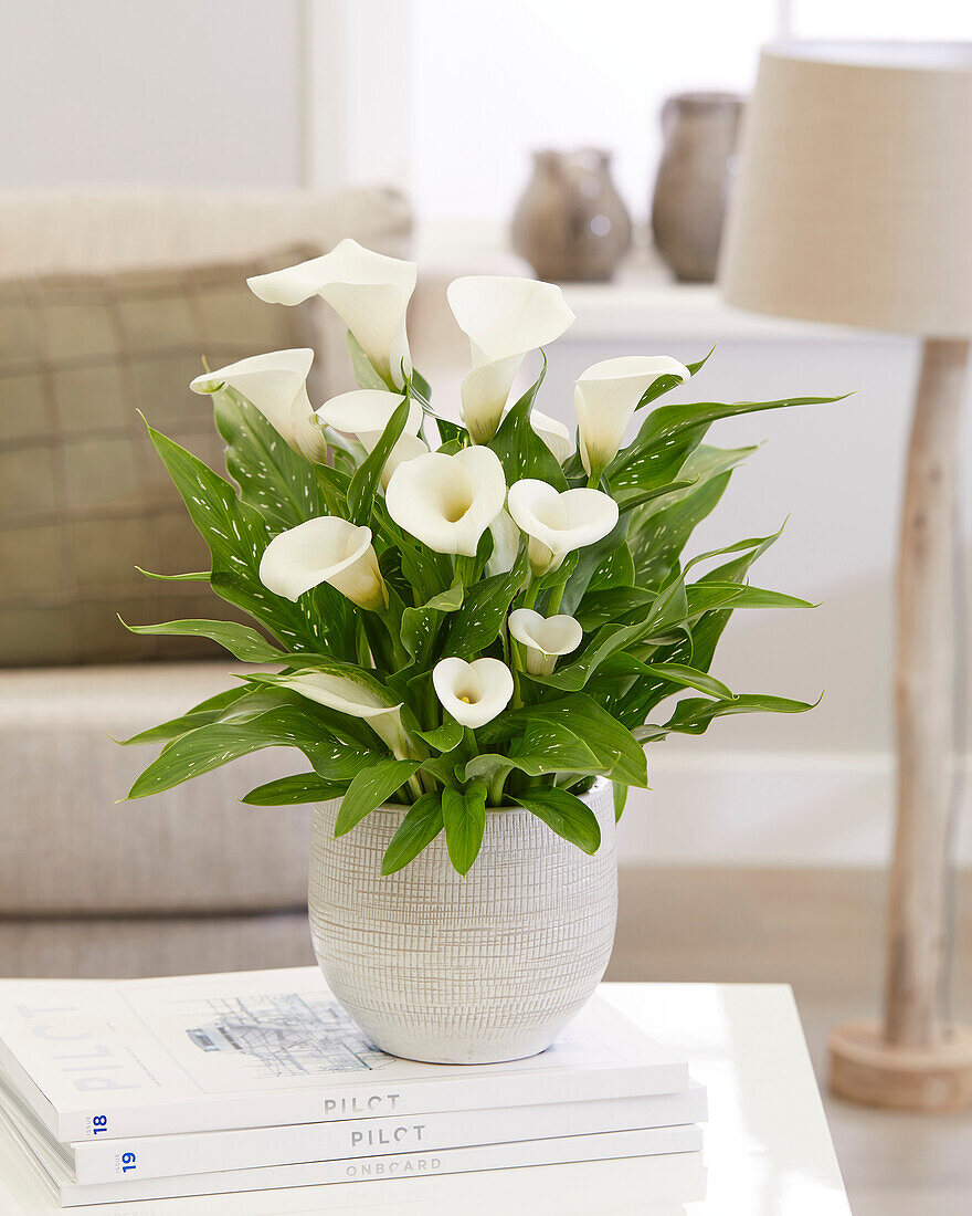 Zantedeschia Captain Lorenzo