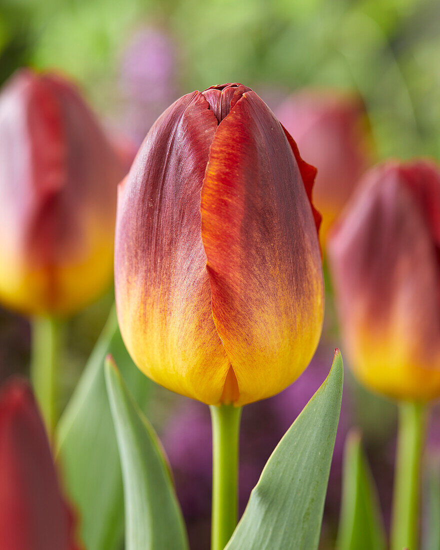 Tulpe (Tulipa) 'Amber Glow'