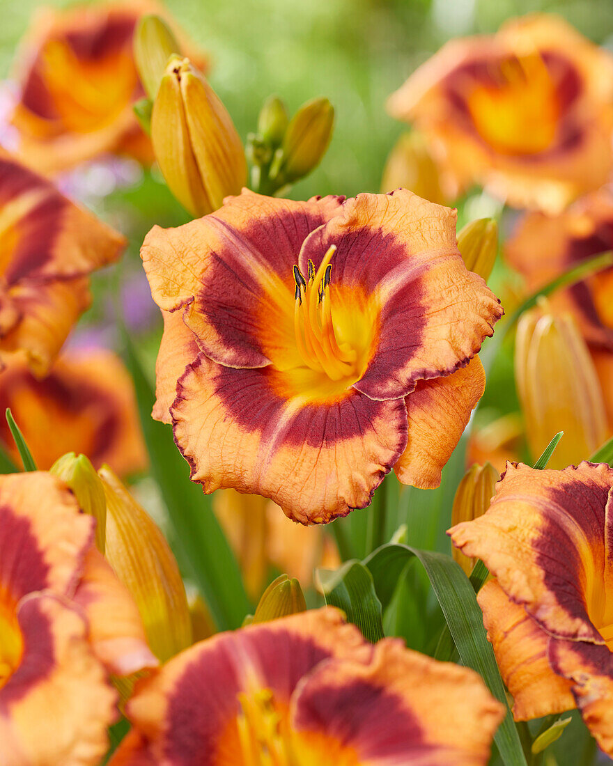 Hemerocallis Orange Eye - 06-07-014