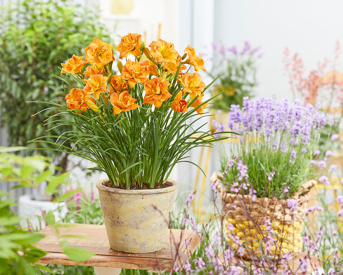 Hemerocallis Double Orange - 43247