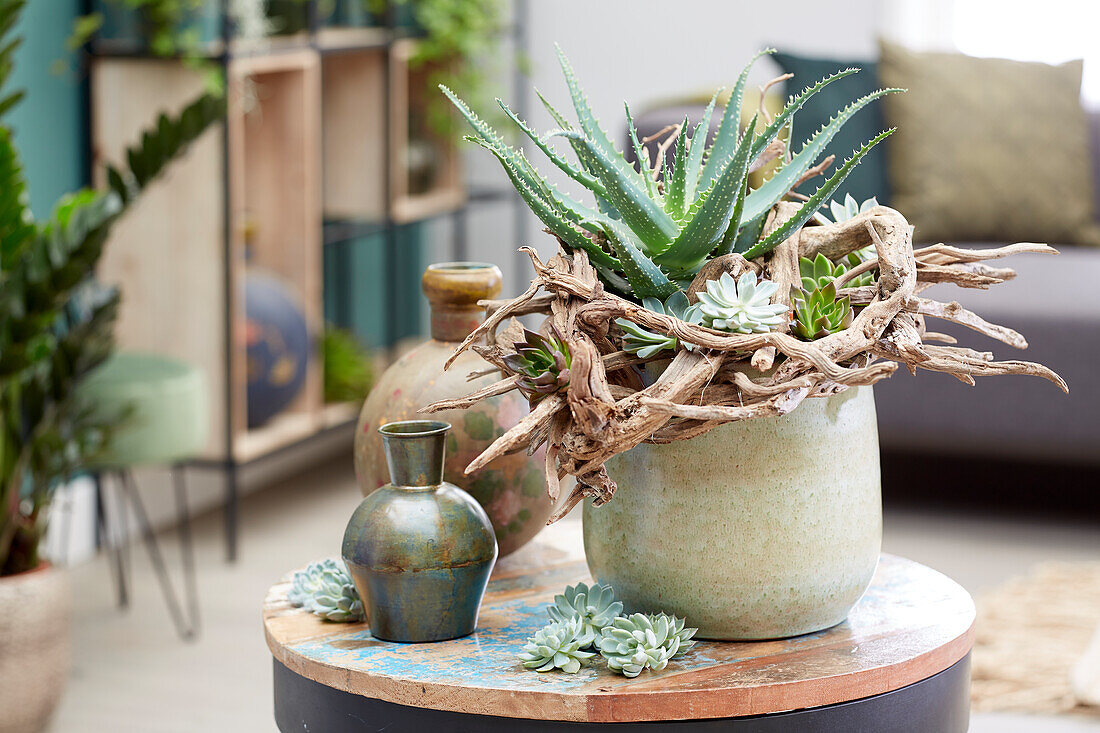 Aloe, Arrangement