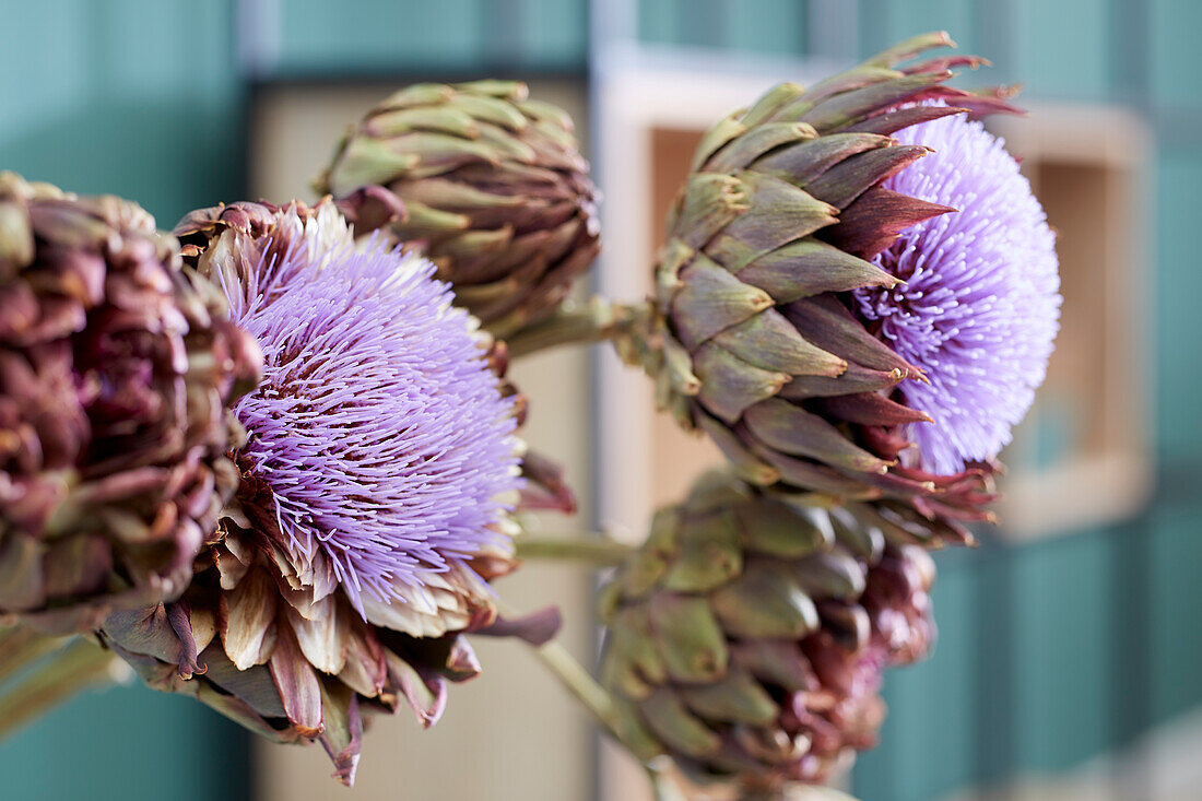 Cynara scolymus