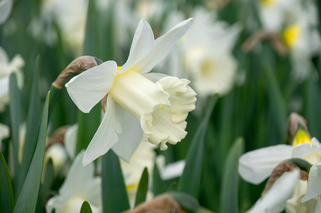 Narzisse (Narcissus) 'Mount Hood'