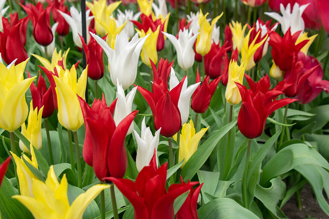 Tulipa Tres Chic Festival mix