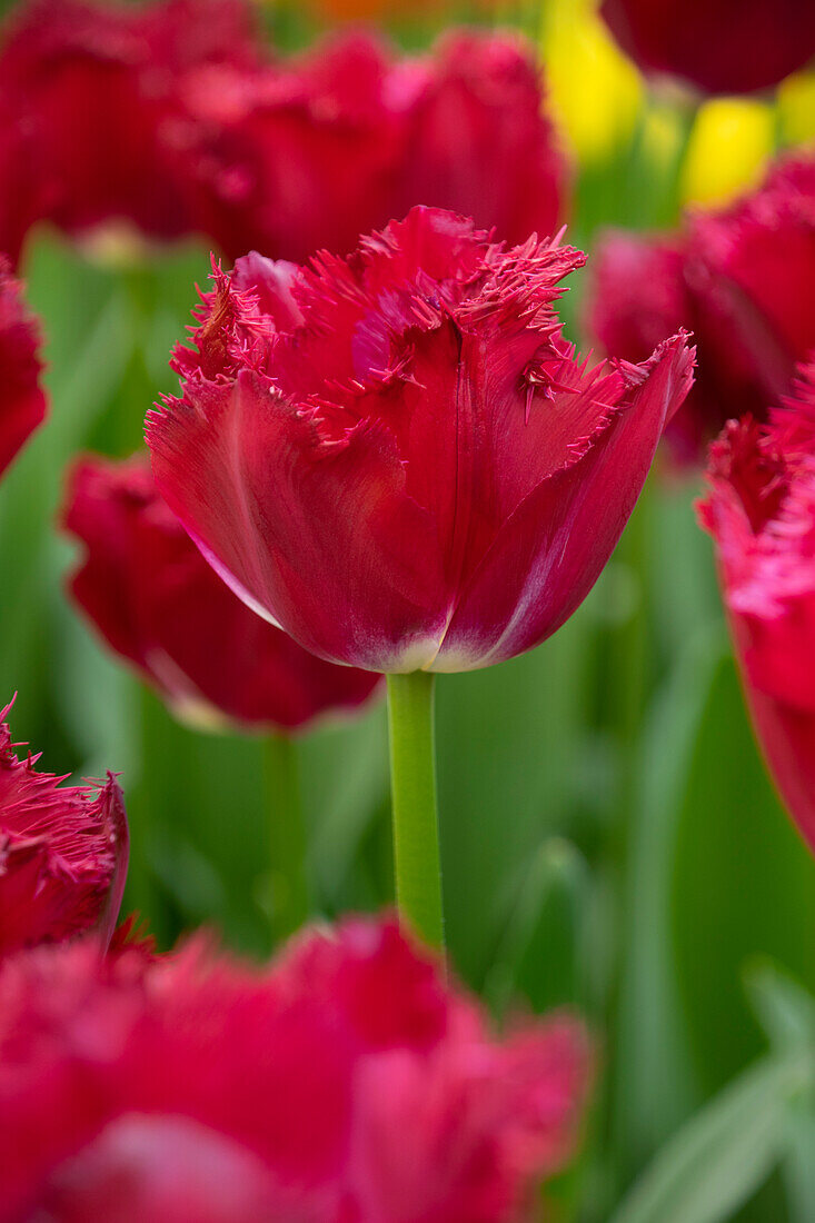 Tulpe (Tulipa) 'Crispy Reddino'