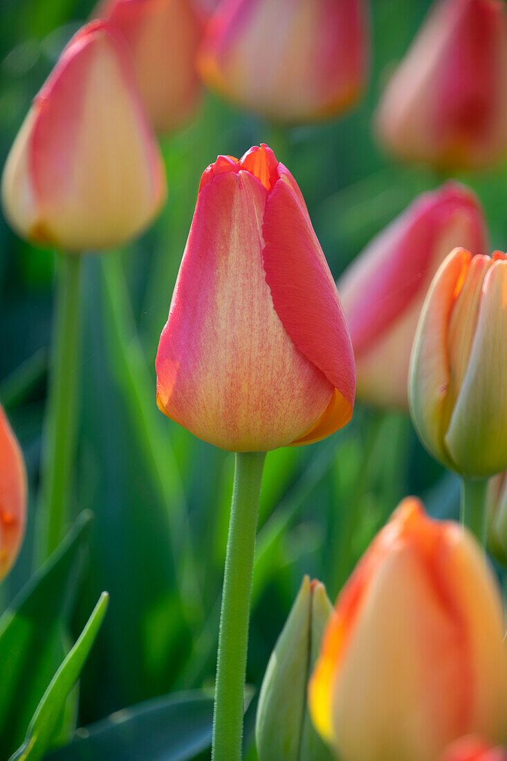 Tulpe (Tulipa) 'Prins Claus'