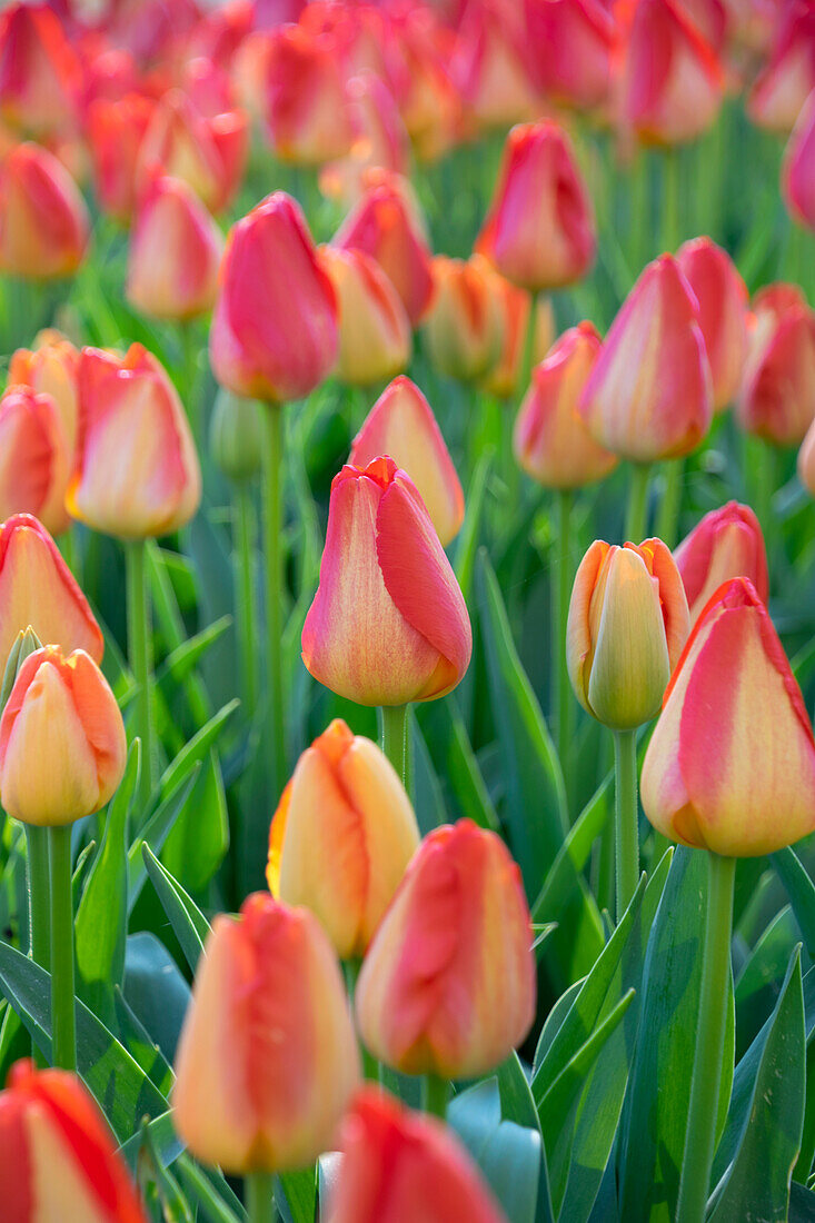 Tulpe (Tulipa) 'Prins Claus'