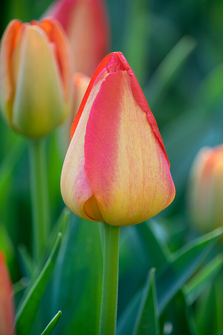 Tulipa Prins Claus