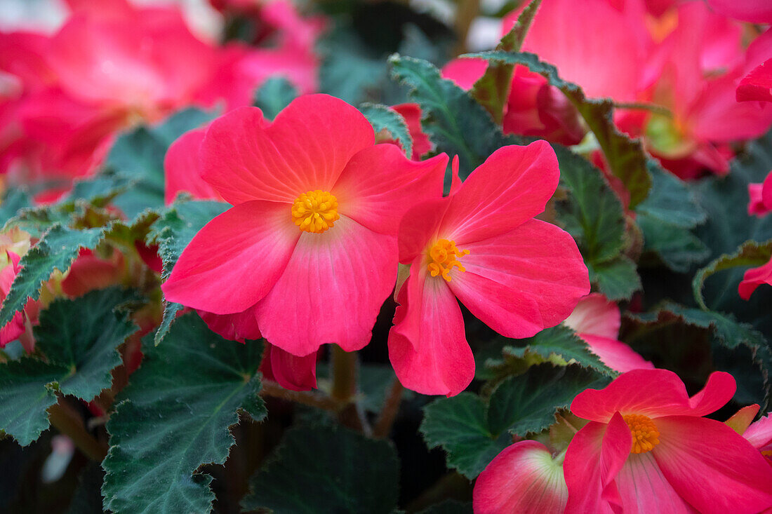 Begonia Florencio Cerise