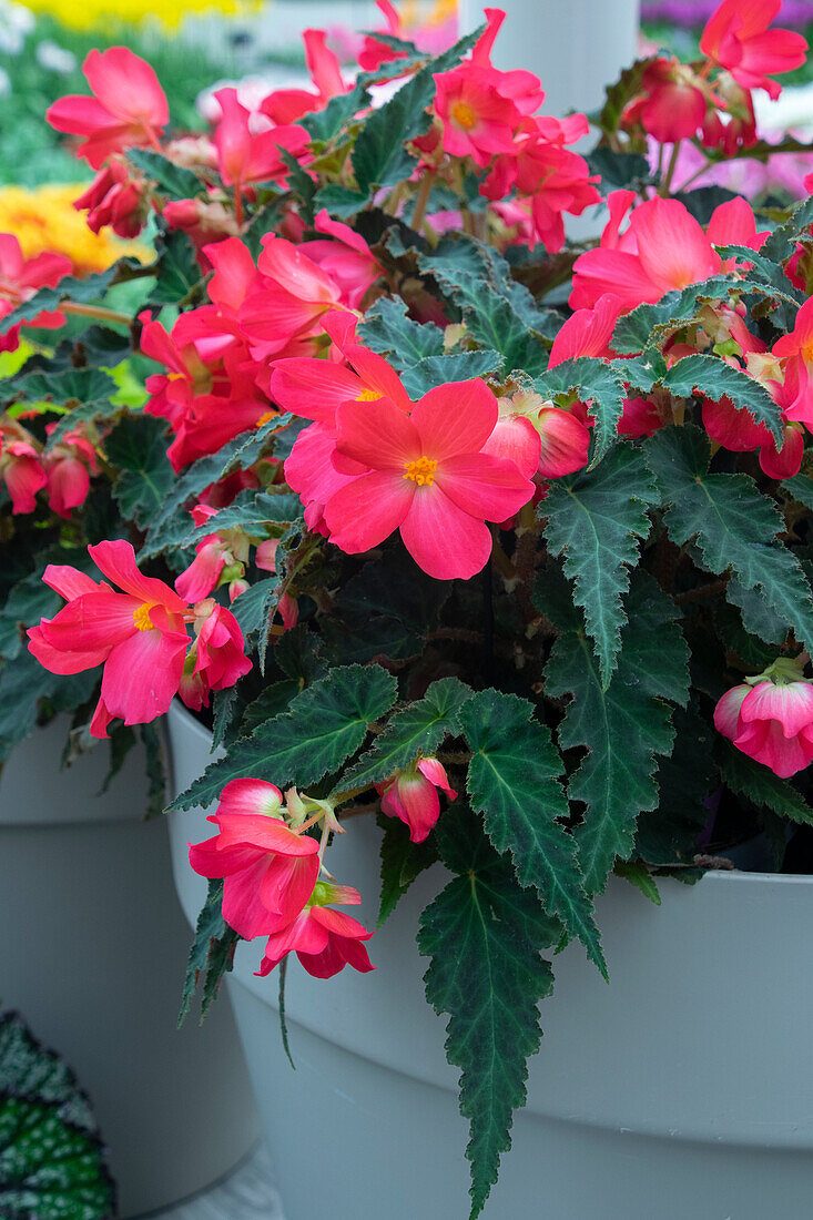 Begonia Florencio Cerise