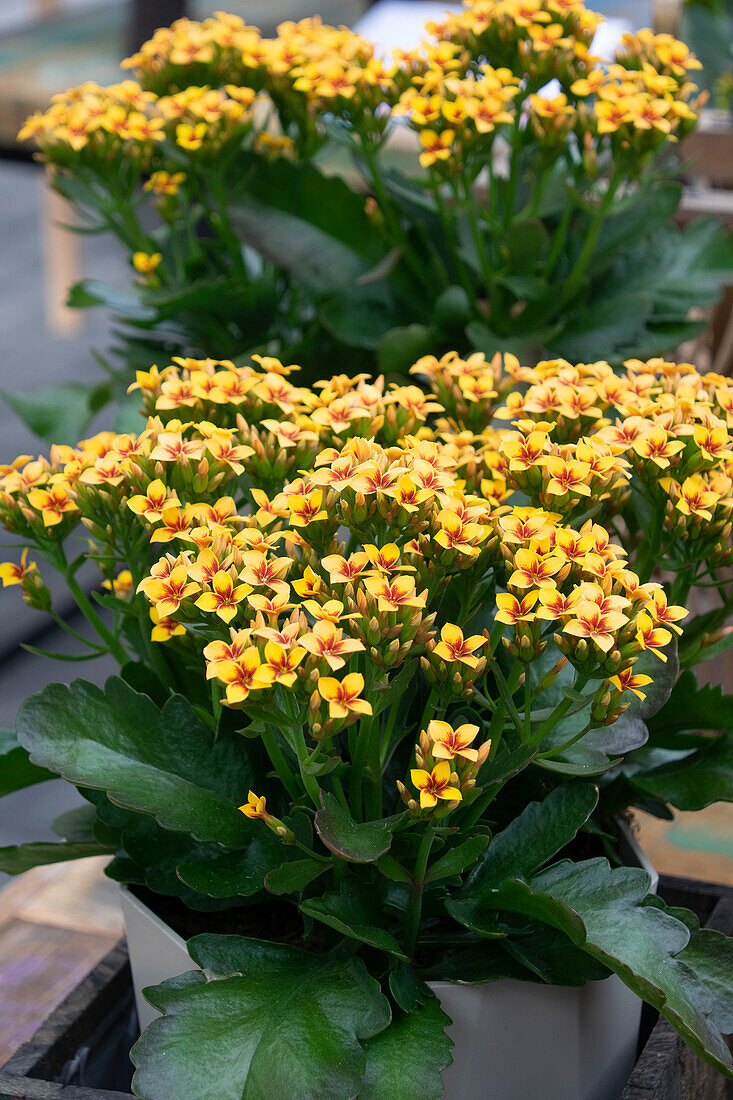 Kalanchoe Tiger