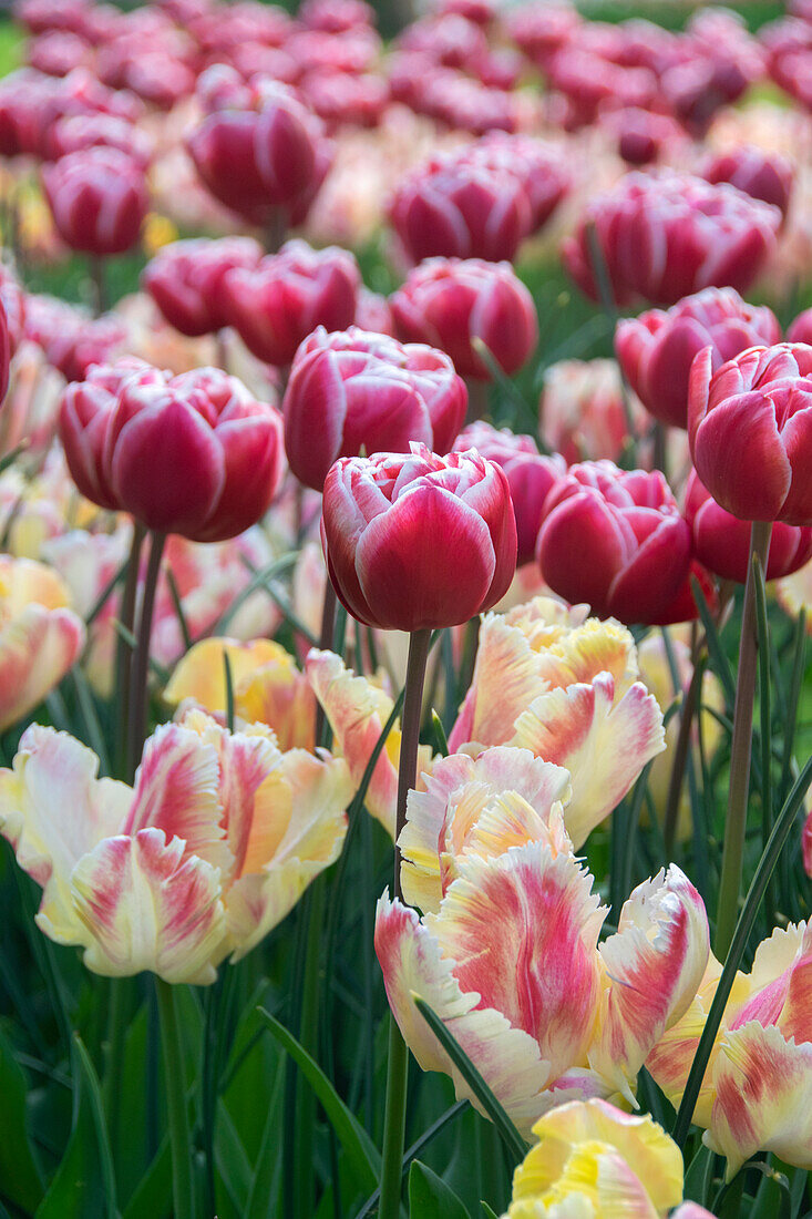 Tulpe (Tulipa) 'Blushing Parrot', 'Drumline'