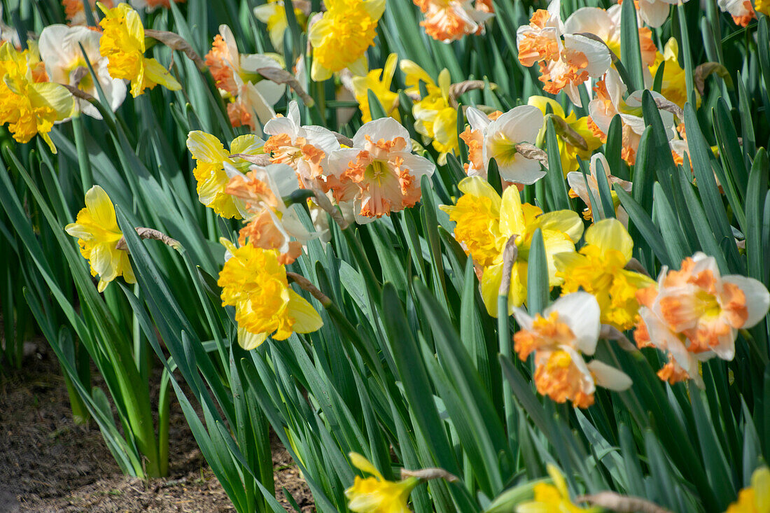 Narcissus Blazing Starlet, Sunny Girlfriend