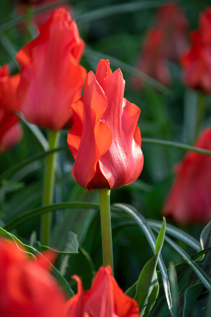Tulpe (Tulipa) 'Red Riding Hood'