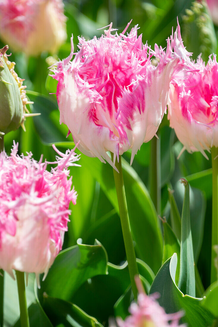Tulpe (Tulipa) 'Drakensteyn'
