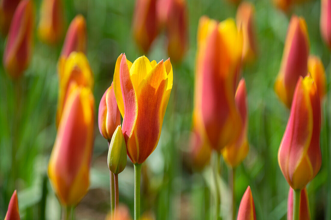 Tulipa clusiana var. chrysantha