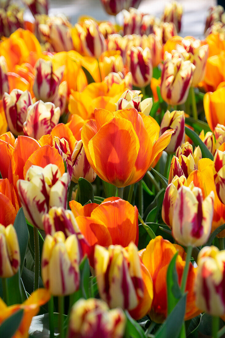 Tulipa Flair, Grand Perfection